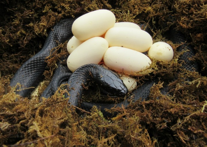 Mexican Black Kingsnake